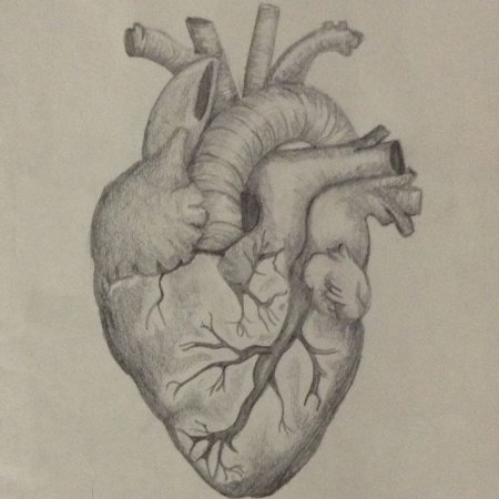 Сердце Академический рисунок