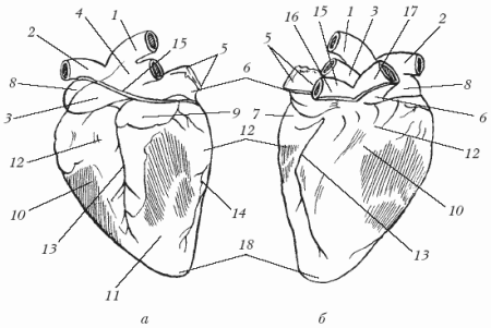 Строение сердца КРС схема