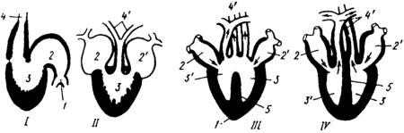 Схема строения сердца хордовых