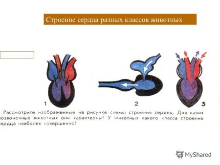 Строение сердца разных классов позвоночных