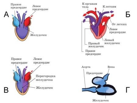Схема строения сердца хордовых