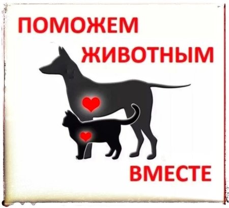 Помощь приюту для животных