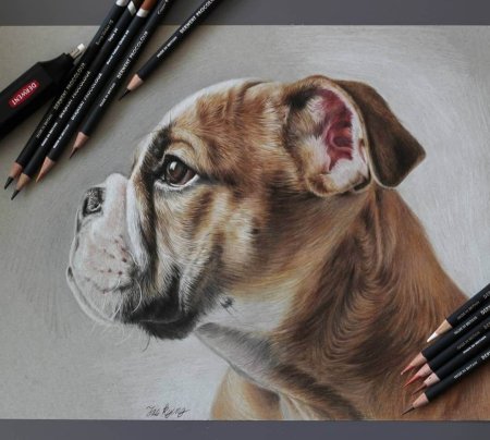 Профессиональные рисунки цветными карандашами