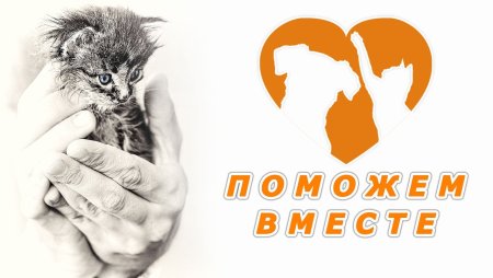 Поможем животным вместе