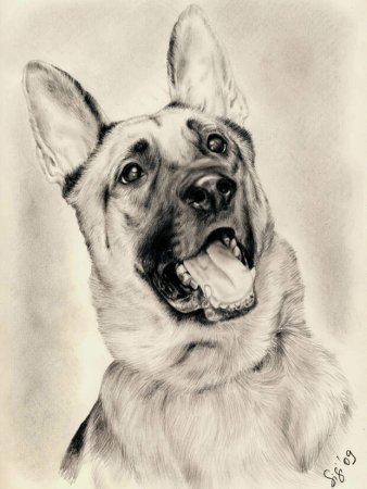 Восточноевропейская овчарка рисунок