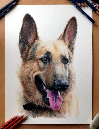 Карандаши цветные "животные"