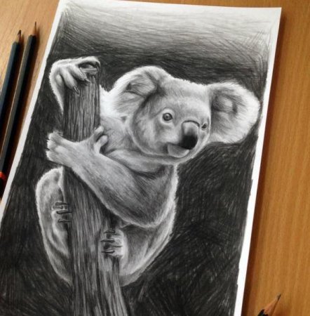 Коала рисунок карандашом