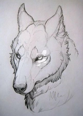 Волк набросок