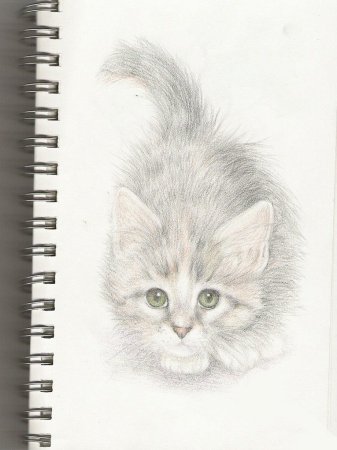 Рисунки котиков карандашом