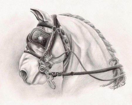 Рисунки для профи