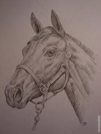 Рисунки карандашом для срисовки животных