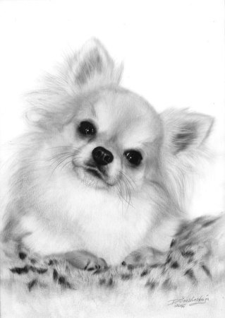 Животные карандашом шпиц