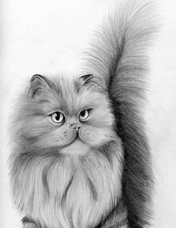 Рисуем пушистую кошку