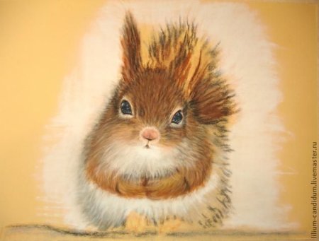 Белка сангиной