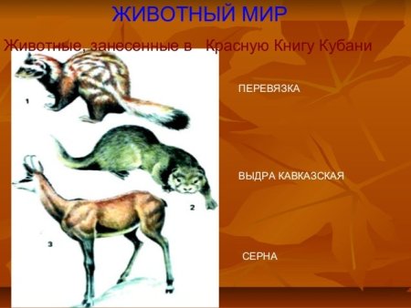 Растительный и животный мир Краснодарского края