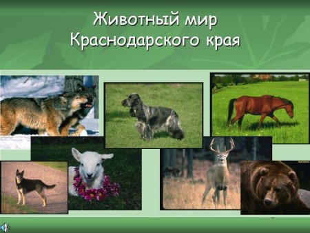 Животные тайги раскраска