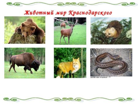 Рисунки Бобров