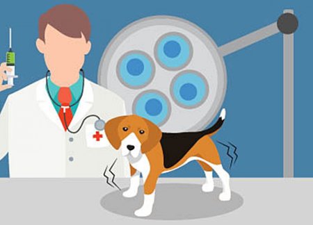Прививки домашним животным