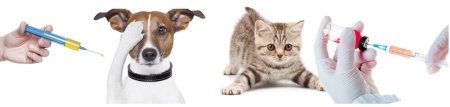 Вакцинация от бешенства собак и кошек