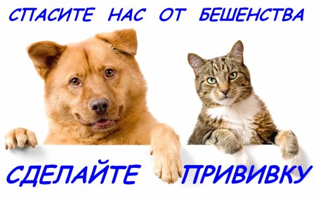 Вакцинация собак и кошек