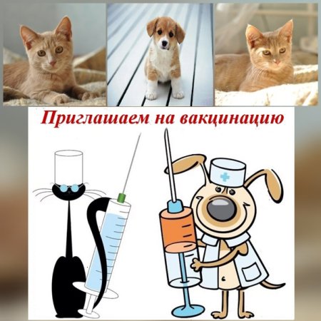 Вакцинация собак и кошек