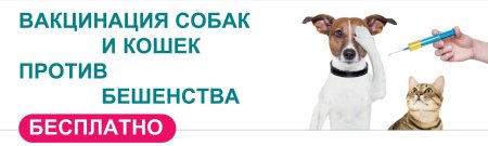 Прививки от бешенства