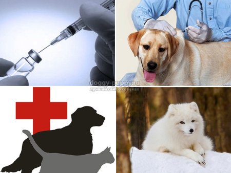 Вакцинация животных