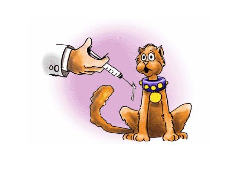 Вакцинация от бешенства собак схема