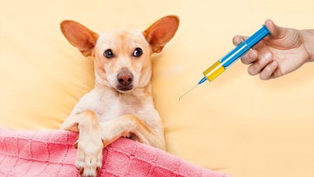 Вакцинация против бешенства собак