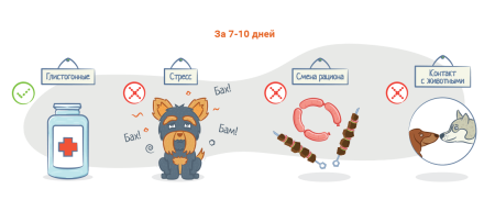 Вакцинация животных на белом фоне