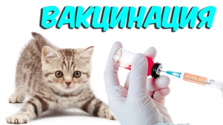 Уколы животным