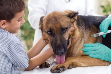 Схема вакцинации животных