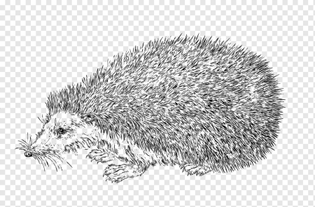 Рисование штрихом животных