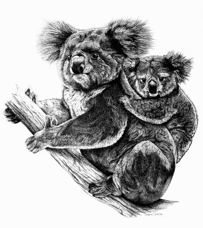 Коала набросок