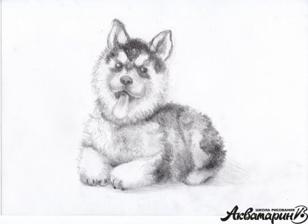 Рисунки карандашом штриховка животные