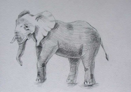 Техника рисования слона