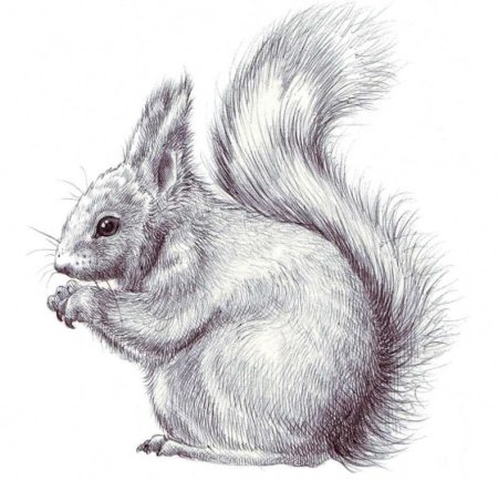 Белка рисунок карандашом