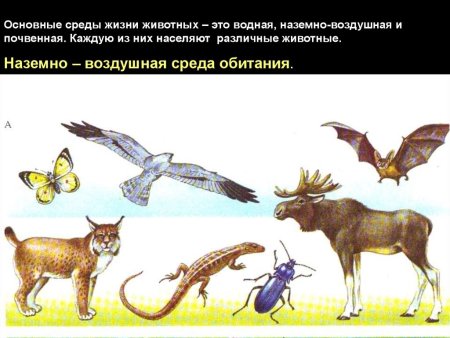 Наземно-воздушная среда обитания