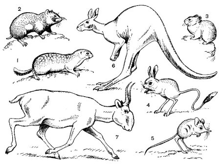 Наземные формы животных