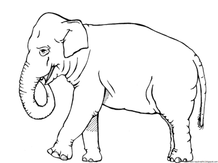 Африканские животные раскраска