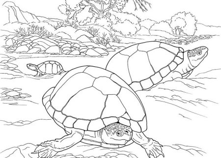 Раскраска черепаха