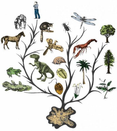 Эволюционное Древо Дарвина