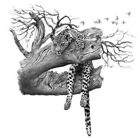 Дикая природа в графике