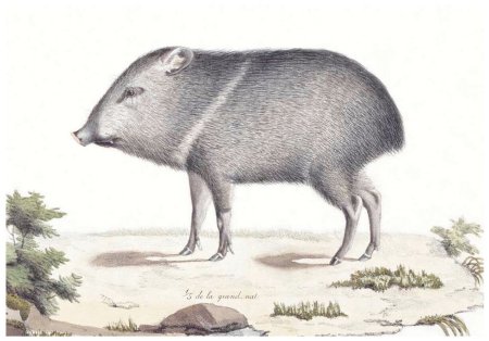 Кабан рисунок