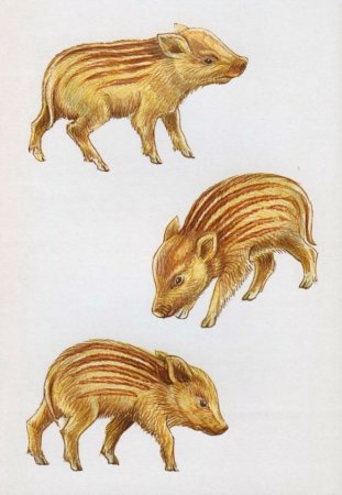 Пекариевые (Tayassuidae