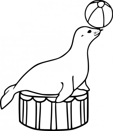 Тюлень в цирке рисунок