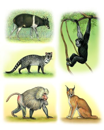 Рисунки смешанных животных