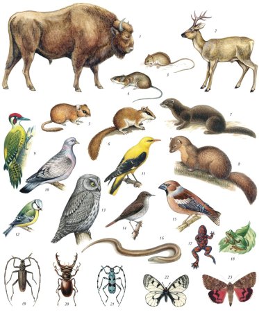 Животные зоны широколиственных лесов России