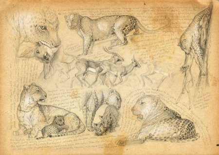 Marcello Pettineo зарисовки животных