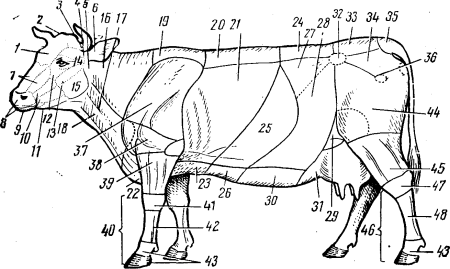 Строение КРС анатомия